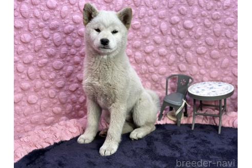成約済の茨城県の柴犬-369311の22枚目