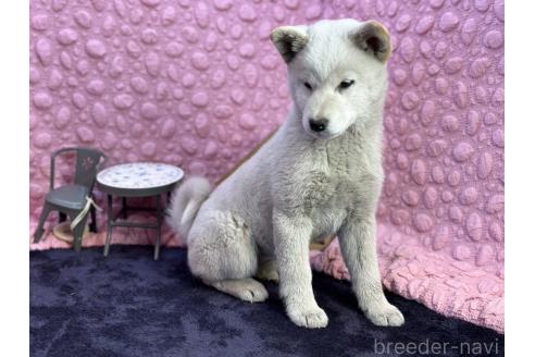 成約済の茨城県の柴犬-369311の21枚目