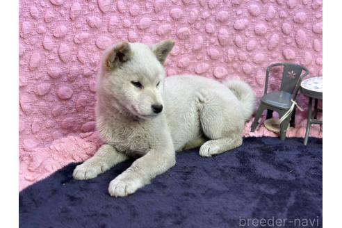 成約済の茨城県の柴犬-369311の20枚目
