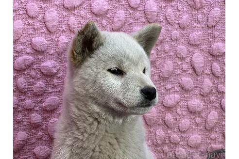 成約済の茨城県の柴犬-369311の19枚目