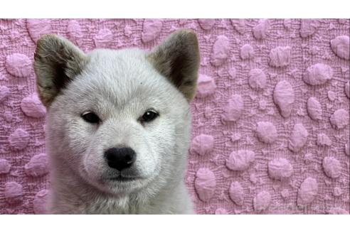 成約済の茨城県の柴犬-369311の18枚目