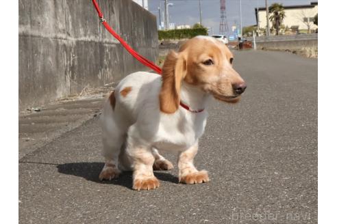 販売中の愛知県のミニチュアダックスフンド(ロングヘアード)-346971の7枚目