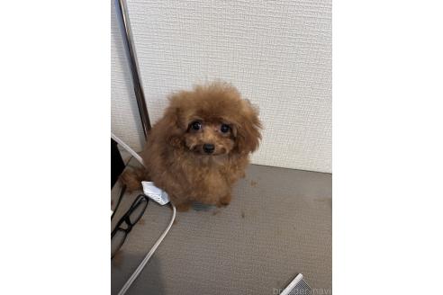 成約済の東京都のティーカッププードル-360013の4枚目