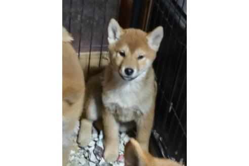 販売中の岐阜県の柴犬-350784の2枚目