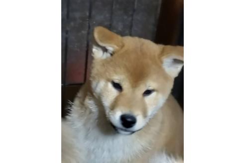 販売中の岐阜県の柴犬-350786の2枚目