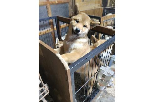販売中の岐阜県の柴犬-350788の2枚目