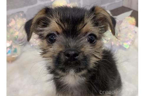 販売中の東京都のミックス犬-351063の5枚目
