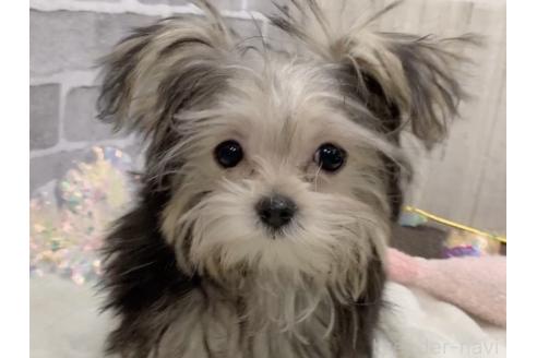 販売中の東京都のミックス犬-351061の11枚目
