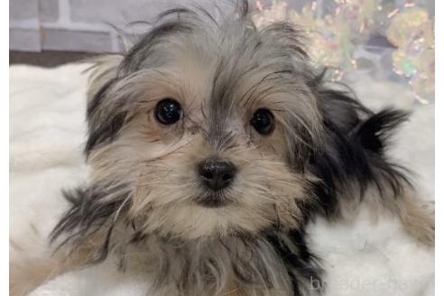 販売中の東京都のミックス犬-351062の5枚目