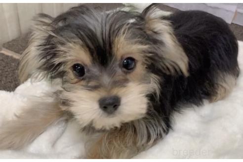 販売中の東京都のミックス犬-351064の13枚目