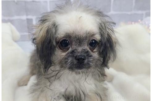 販売中の東京都のミックス犬-352609の2枚目