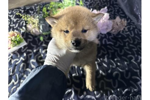 成約済の広島県の柴犬-372135の4枚目