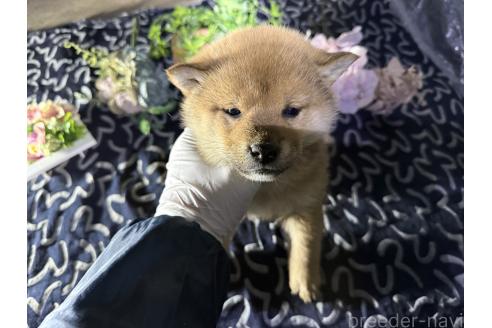 成約済の広島県の柴犬-372135の2枚目