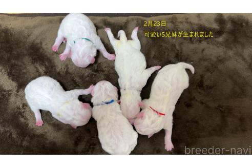 成約済の栃木県のビションフリーゼ-372139の1枚目