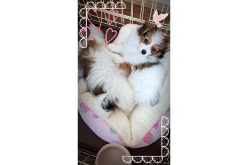 成約済の愛媛県のパピヨン-363735の11枚目