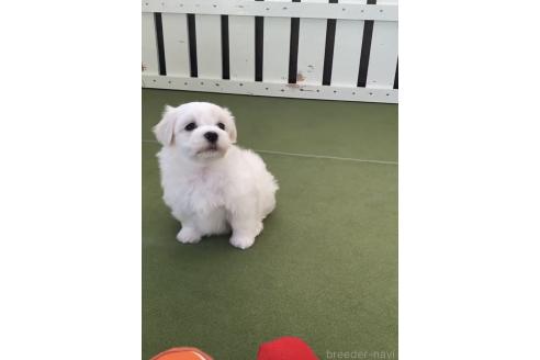 成約済の福岡県のミックス犬-372159の6枚目