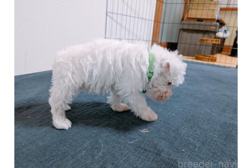 成約済の長崎県のミニチュアシュナウザー-372160の5枚目