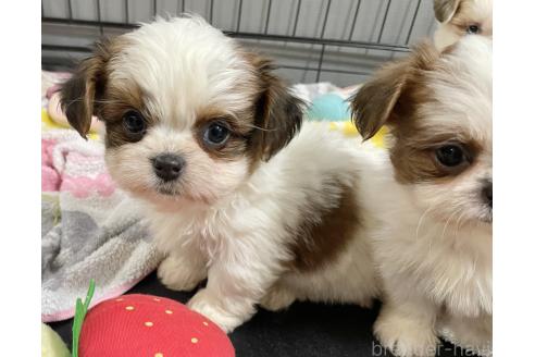 成約済の秋田県のチワズー:チワワ×シーズー-370284の9枚目