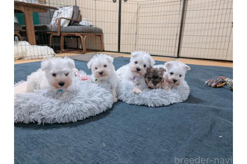 成約済の長崎県のミニチュアシュナウザー-372161の3枚目