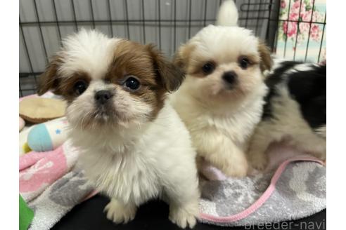 成約済の秋田県のチワズー:チワワ×シーズー-370282の2枚目