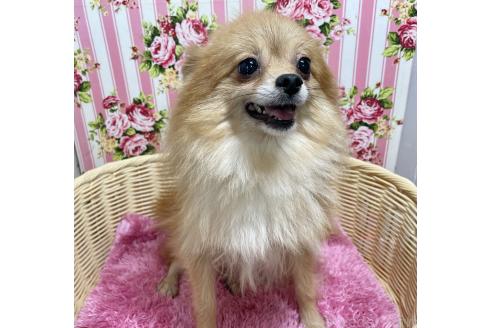 成約済の秋田県のポメラニアン-372162の5枚目