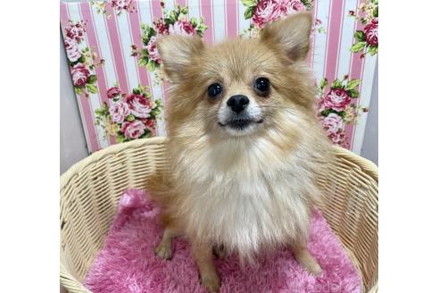 成約済の秋田県のポメラニアン-372162の4枚目