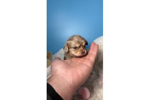 成約済の福岡県のチワックス:チワワ×ミニチュアダックスフンド-372168の10枚目