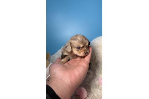 成約済の福岡県のチワックス:チワワ×ミニチュアダックスフンド-372168の8枚目