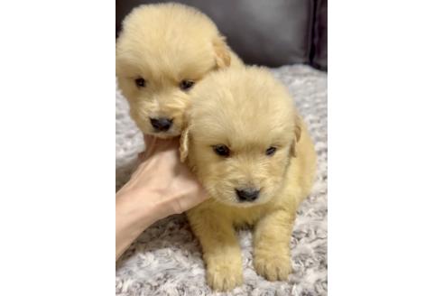 成約済の奈良県のゴールデンレトリーバー-370569の3枚目
