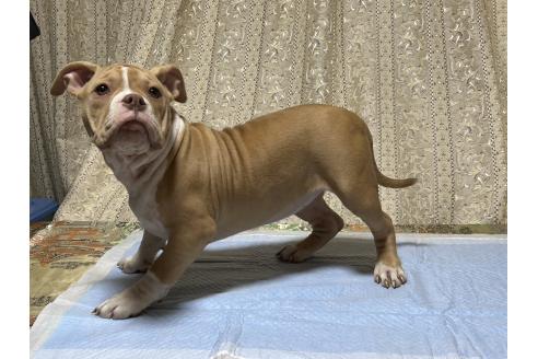 成約済の千葉県のアメリカンブリー-364219の4枚目