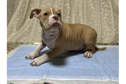 成約済の千葉県のアメリカンブリー-364219の3枚目