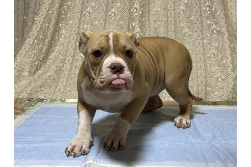 成約済の千葉県のアメリカンブリー-364219の2枚目