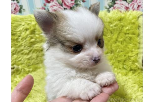 成約済の秋田県のポメチワ:ポメラニアン×チワワ-372177の7枚目