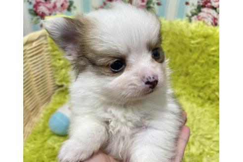 成約済の秋田県のポメチワ:ポメラニアン×チワワ-372177の4枚目