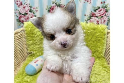 成約済の秋田県のポメチワ:ポメラニアン×チワワ-372177の3枚目