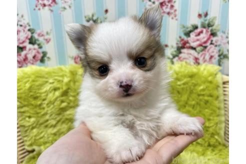 成約済の秋田県のポメチワ:ポメラニアン×チワワ-372177の1枚目