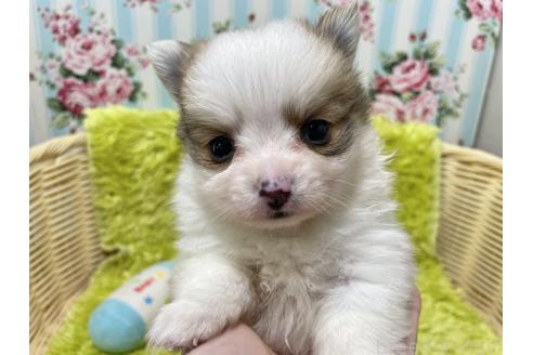 成約済の秋田県のポメチワ:ポメラニアン×チワワ-372177の2枚目