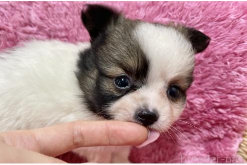 成約済の秋田県のポメチワ:ポメラニアン×チワワ-372176の1枚目
