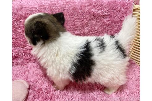 成約済の秋田県のポメチワ:ポメラニアン×チワワ-372176の2枚目