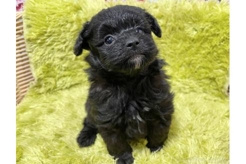 成約済の秋田県のポメプー:ポメラニアン×トイプードル-372172の7枚目