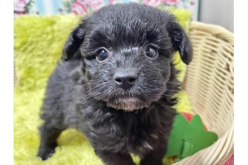 成約済の秋田県のポメプー:ポメラニアン×トイプードル-372172の1枚目