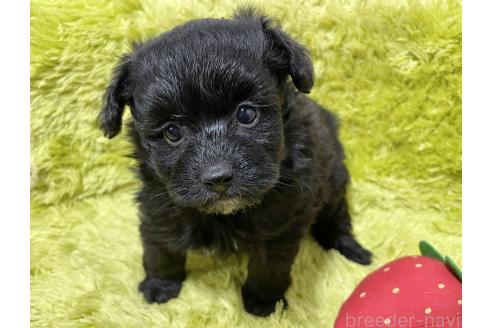 成約済の秋田県のポメプー:ポメラニアン×トイプードル-372172の2枚目