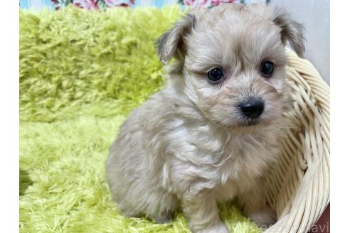 成約済の秋田県のポメプー:ポメラニアン×トイプードル-372173の7枚目
