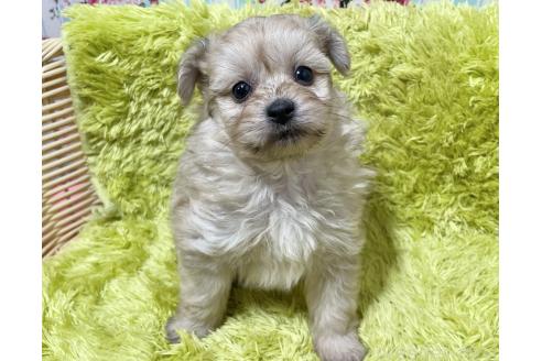 成約済の秋田県のポメプー:ポメラニアン×トイプードル-372173の5枚目