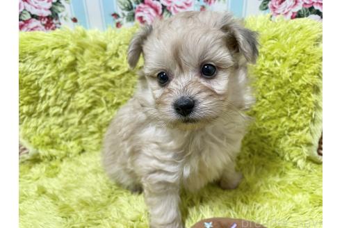 成約済の秋田県のポメプー:ポメラニアン×トイプードル-372173の4枚目