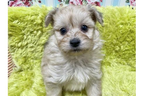 成約済の秋田県のポメプー:ポメラニアン×トイプードル-372173の1枚目