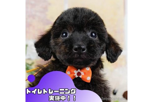 成約済の静岡県のトイプードル-372055の1枚目