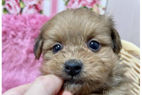 成約済の秋田県のポメプー:ポメラニアン×トイプードル-372174の9枚目