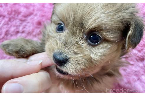成約済の秋田県のポメプー:ポメラニアン×トイプードル-372174の8枚目
