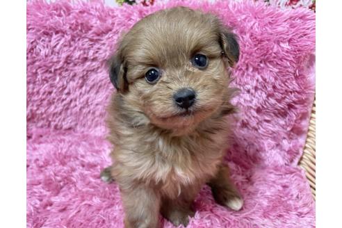 成約済の秋田県のポメプー:ポメラニアン×トイプードル-372174の7枚目